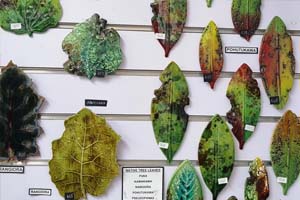Native Tree Leaves
